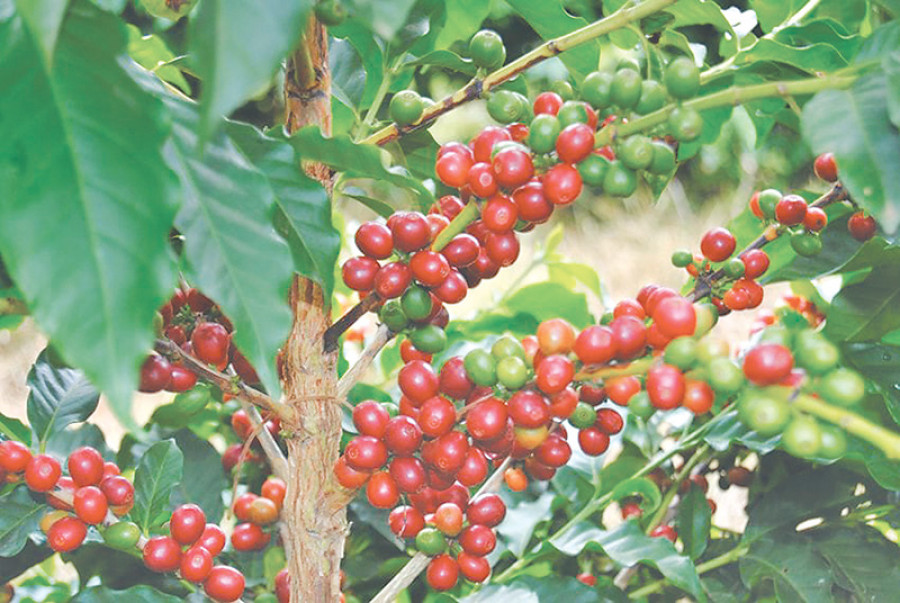 https://www.nepalminute.com/uploads/posts/Coffee farming1670760828.jpg